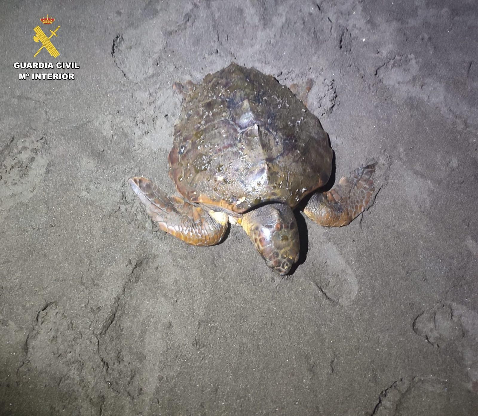 El ejemplar, en el lugar en el que fue hallado.