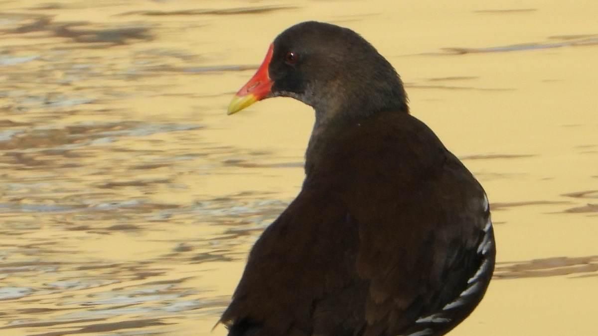 Gallineta. Rafi Fernández
