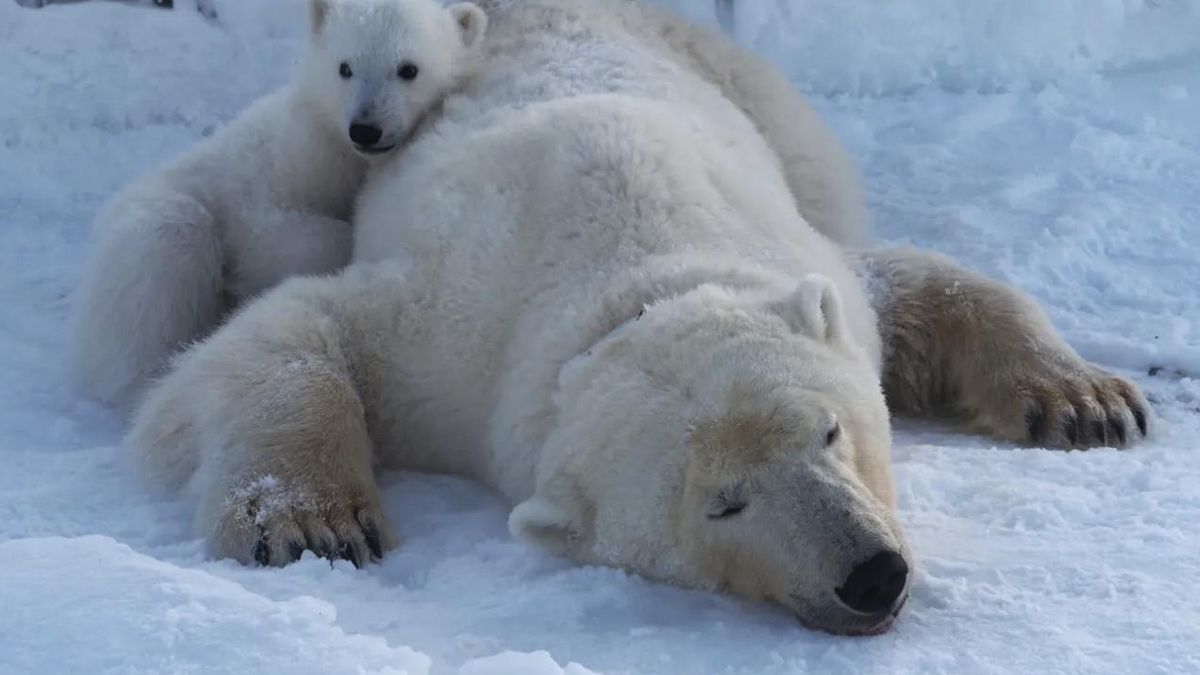 Un trabajo científico en Svalbard desmontó la previsión de que la bajada de hielo adelgazara a la especie