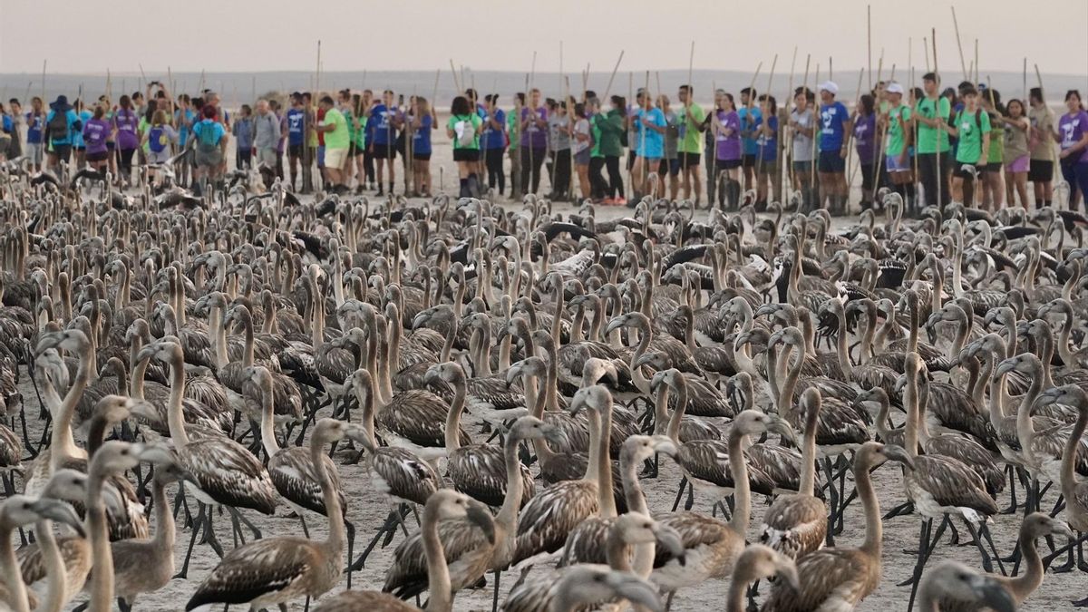 Anillamiento de flamencos en Fuente de Piedra | Alex Zea Europa Press