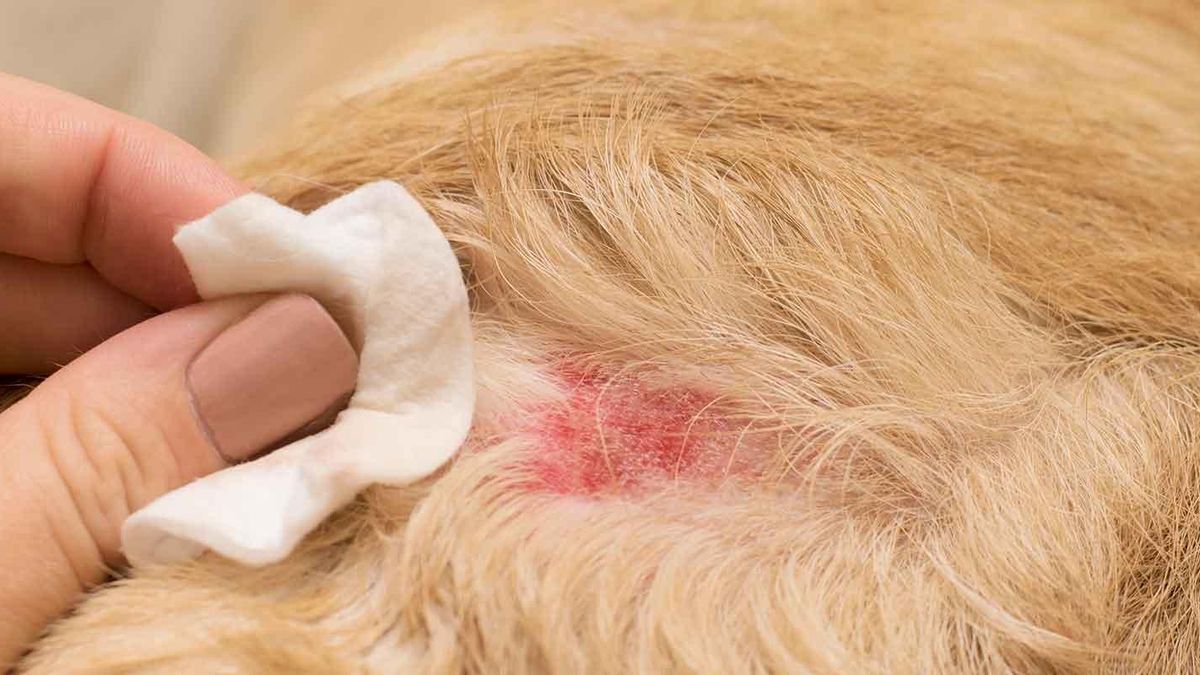 Leishmaniosis en perros: ¿cómo prevenir una enfermedad cada vez más presente en España?