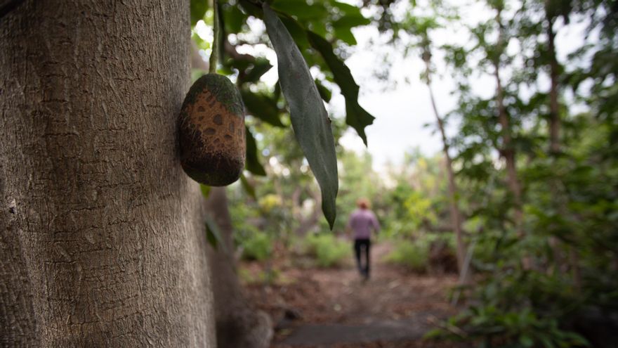 Uno de los aguacates quemados de la finca de Victoria
