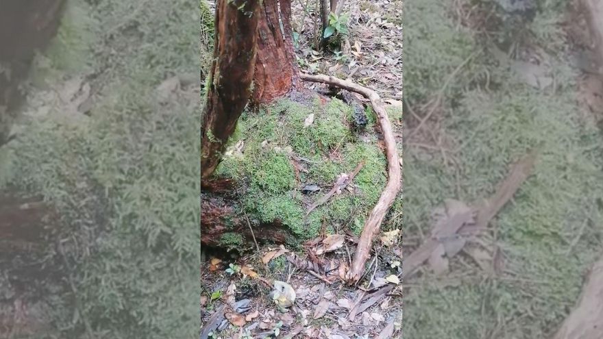 "¡Anaga nunca deja de sorprendernos!": el "latido" de un árbol refleja la naturaleza viva del Parque Rural