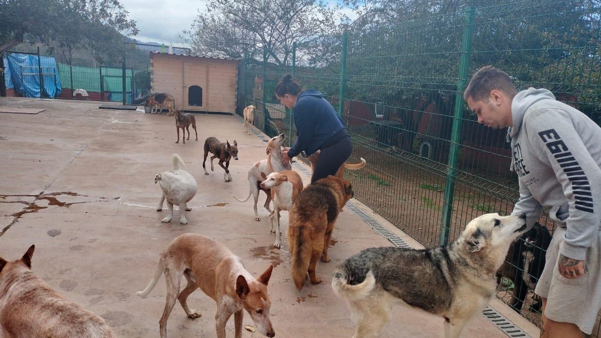 Casi 300 perros abandonados buscan un nuevo hogar en una jornada de solidaridad en Candelaria