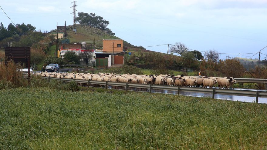 Rebaño de ovejas en Caideros de Gáldar.