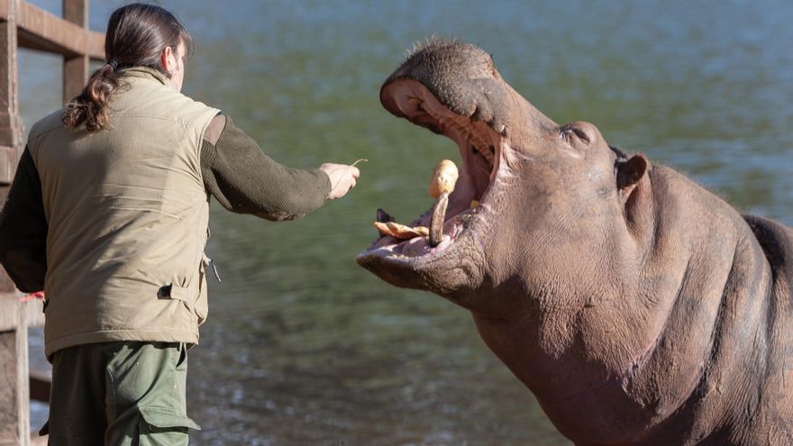 Archivo - Hipopótamo de Cabárceno