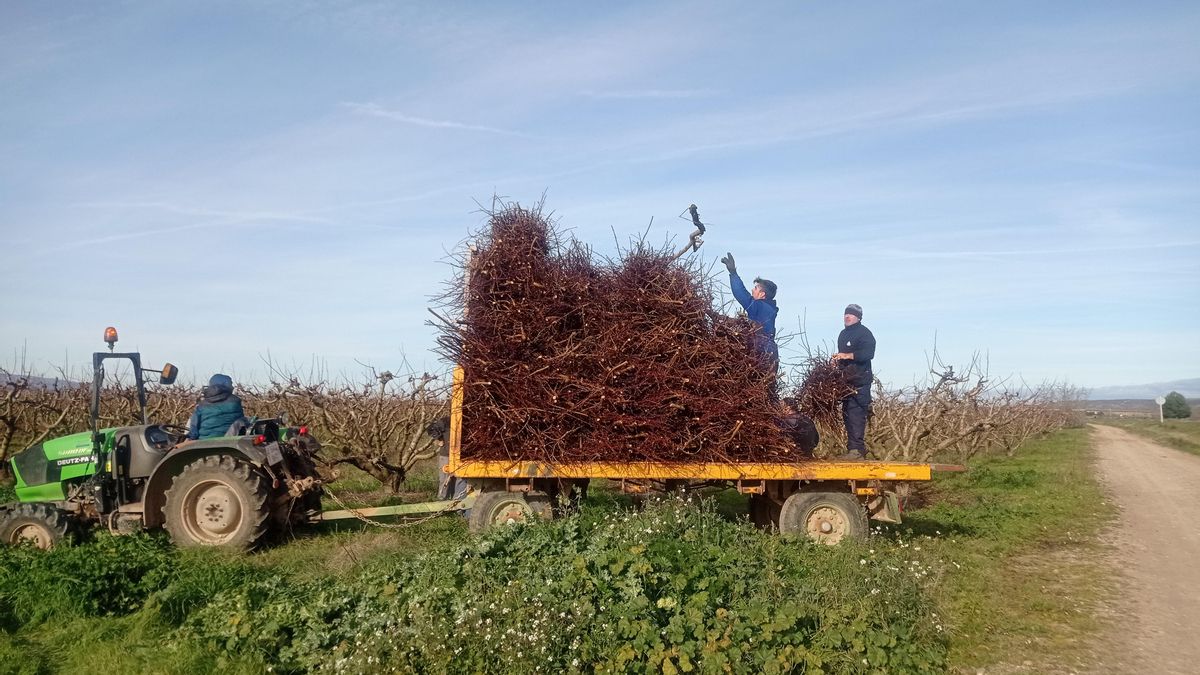 Recogida de leña en las semanas previas a San Antón