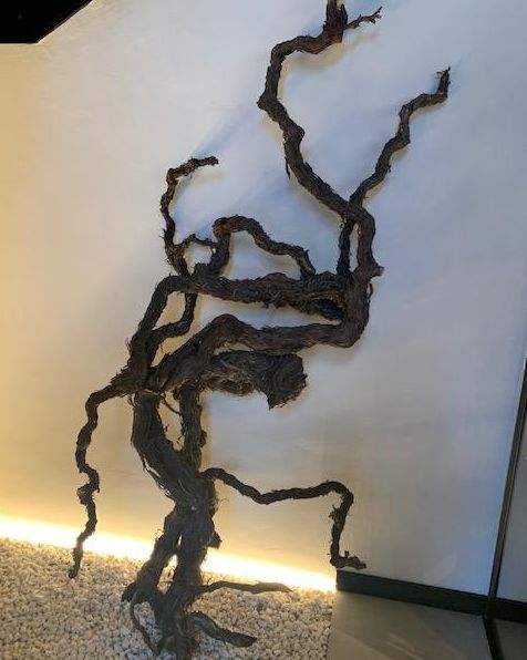 Cepa de Bodegas el Grifo