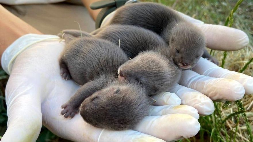Nacen las primeras crías de visón europeo en Toledo, el mamífero "más amenazado" de Europa