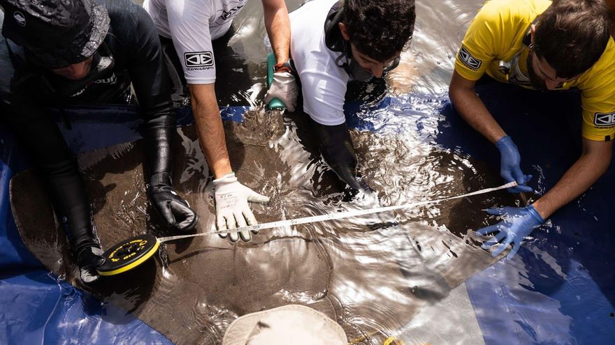 Transición Ecológica inicia los trabajos de seguimiento de rayas mantelinas en La Gomera