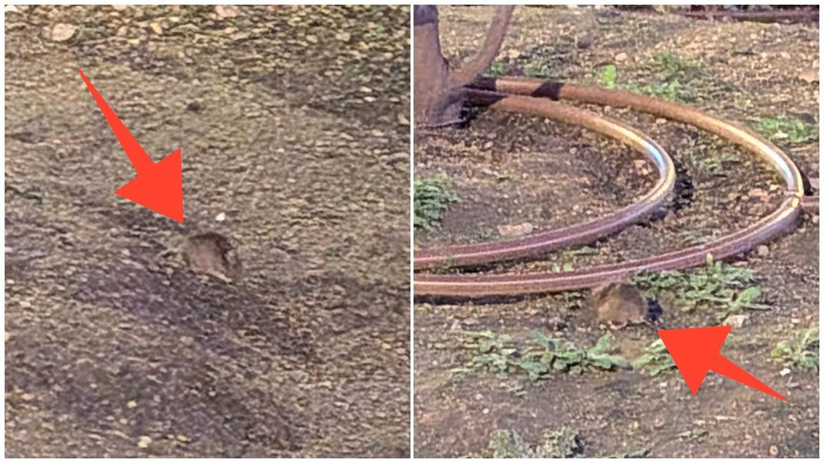 Aparecen ratones y madrigueras en la última plaza del centro que reformó el Ayuntamiento de Madrid