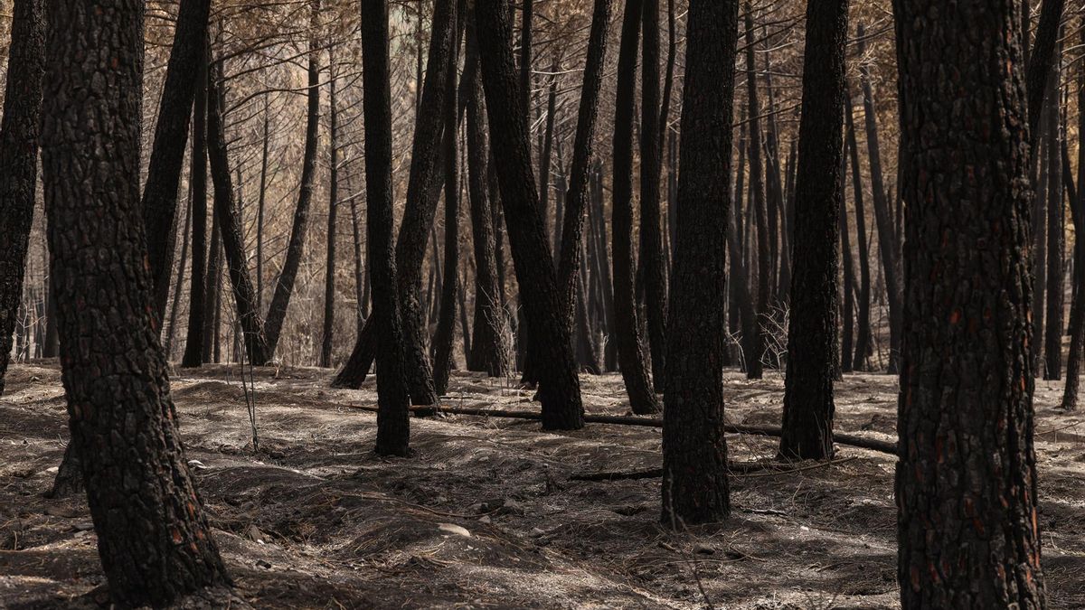 El Gobierno de Page aprueba un fondo de contingencia de 27 millones tras el incendio de La Mierla