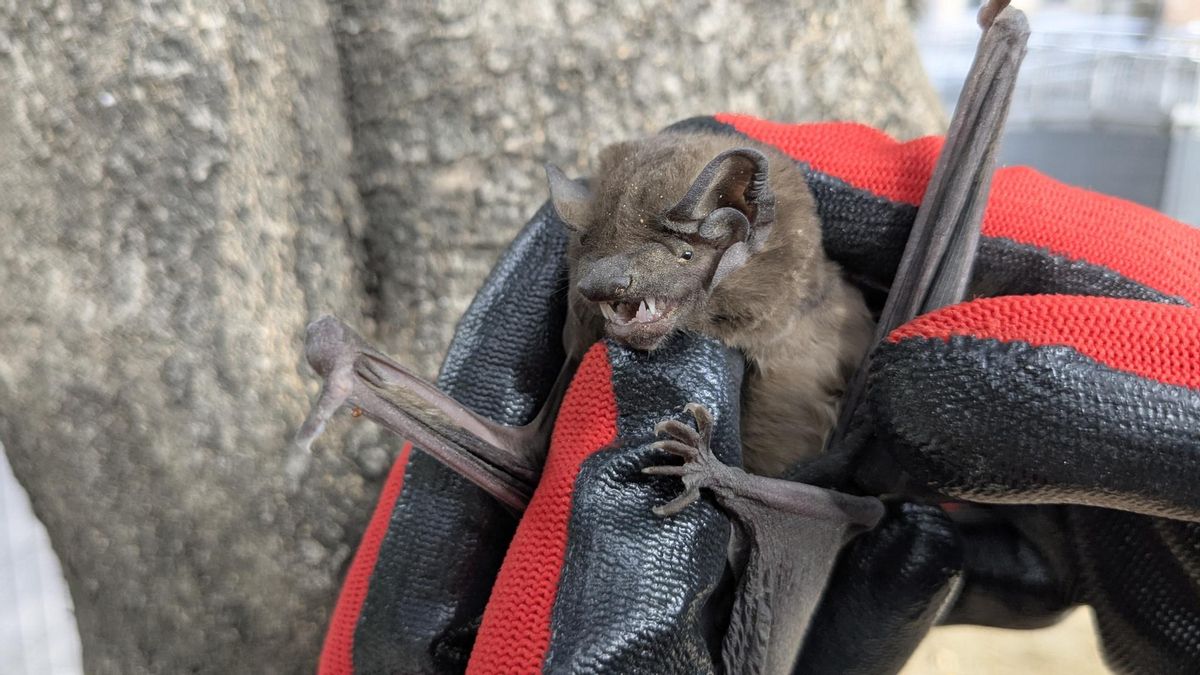Murcielago (Nóctulo Mayor, Nyctalus lasiopterus) encontrado la pasada semana en el Parque de María Luisa (Sevilla).