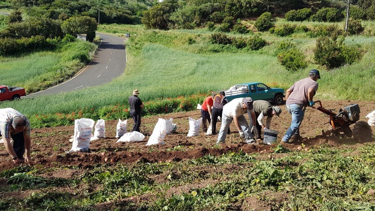 Los agricultores de papas de Canarias dicen ¡basta ya!: 10 años sin poder exportar mientras la importación hunde el sector