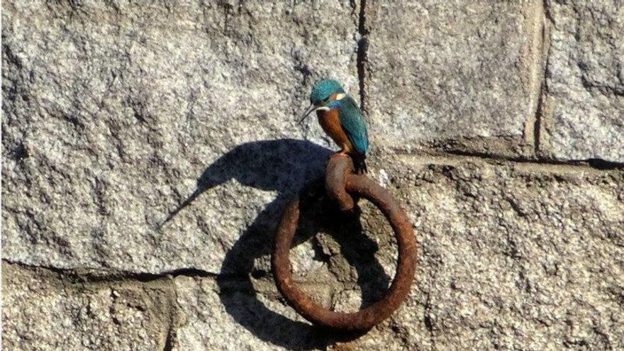 Dos denuncias contrarreloj intentan frenar la mascletà de Almeida en Madrid Río para evitar "una masacre a la fauna"