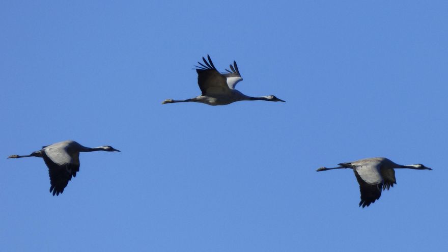 Fotos de grullas al vuelo