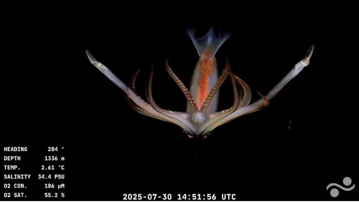 El fondo del mar esconde especies únicas nunca antes vistas con tanta nitidez