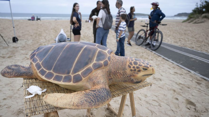 De playa en playa para ayudar a los animales varados