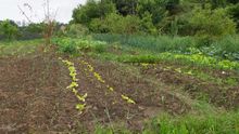Huerta en Galicia