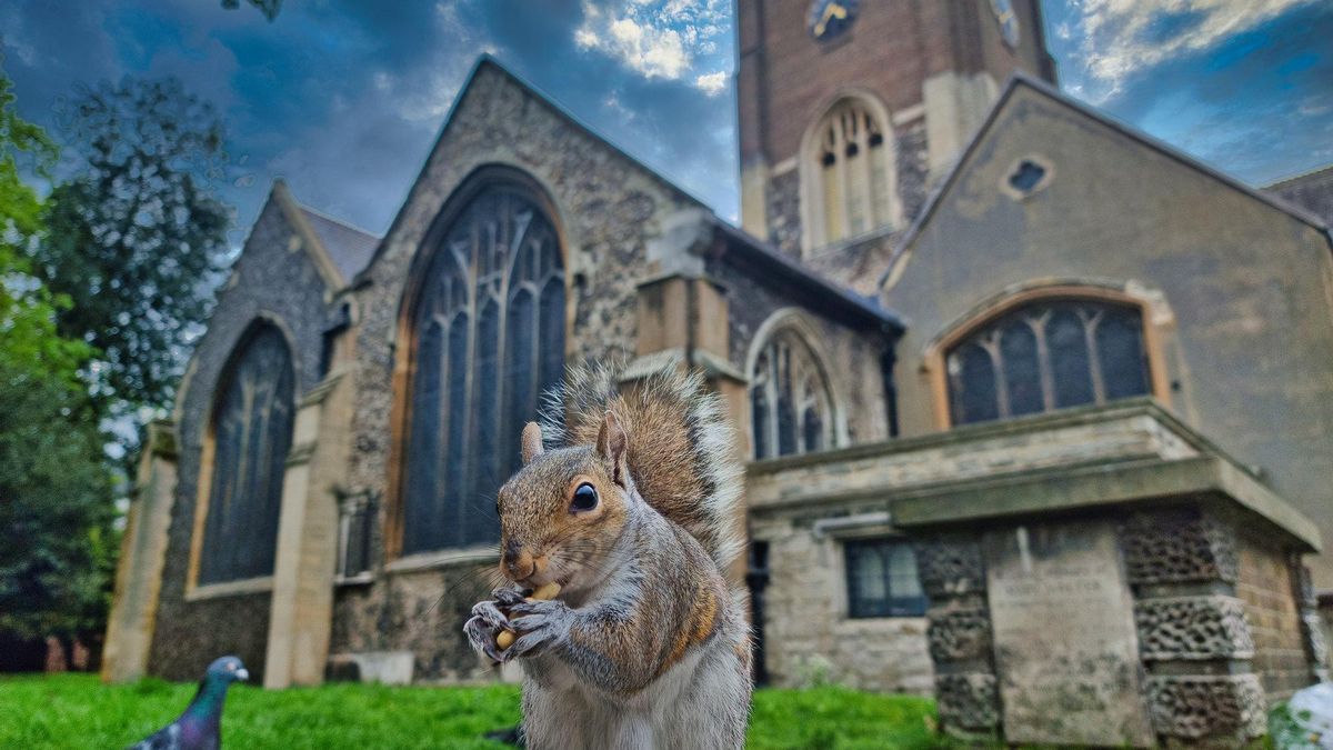 Una ardilla junto a la Iglesia de Todos los Santos, en Kingston upon Thames. Esta vieja ciudad sajona está rodeada de grandes jardines y parques.