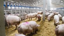 Crece la presión sobre el Gobierno regional por apoyar macrogranjas pese al “rechazo social”