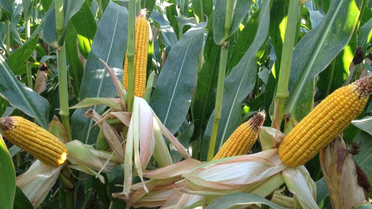 Preocupan los próximos desembalses en Guadalajara: puede perderse "gran parte" de la cosecha de maíz