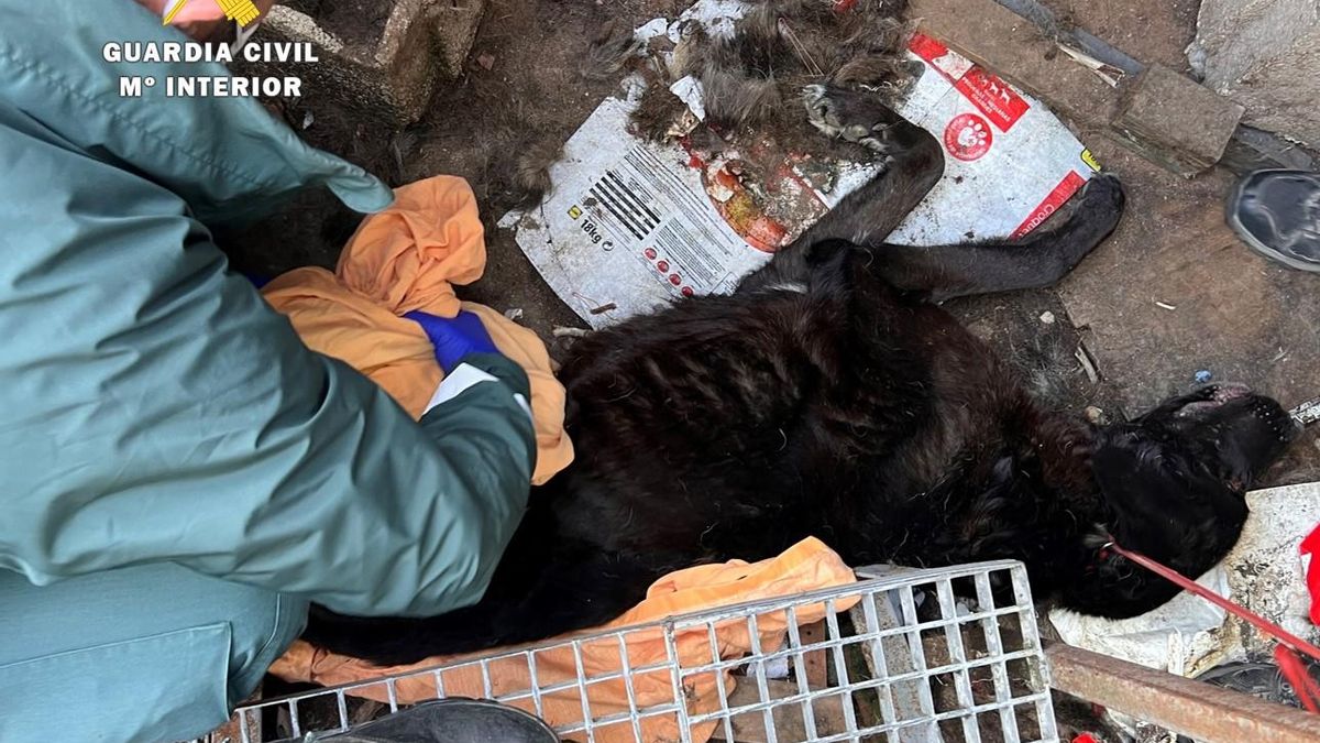 Investigado por maltratar a varios perros mastines a los que tenía abandonados en Burgos