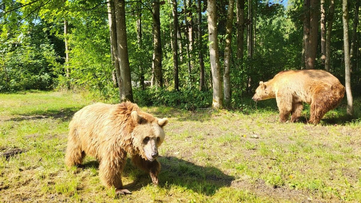 Luna y Ponderoso ya están en el santuario de Alemania después de pasar más de 30 años en cautividad en León