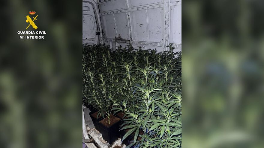 Detenidas dos personas en la provincia de Toledo cuando transportaban 124 plantas de marihuana en una furgoneta