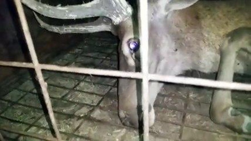Dos organizaciones ecologistas dudan del vídeo del ciervo en una jaula en Monfragüe