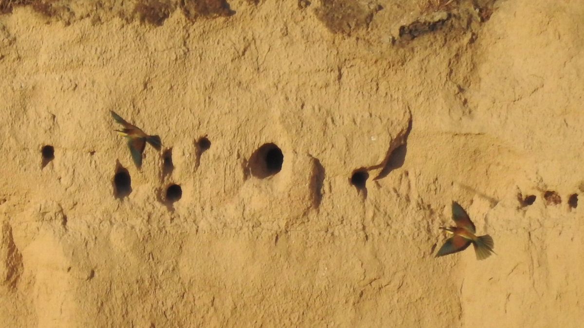 Abejaruco europeo en las Lagunas de Ambroz.