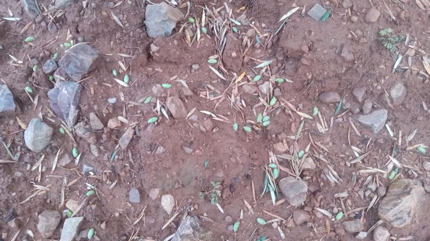Aceituna caída en Los Yébenes por el pedrisco