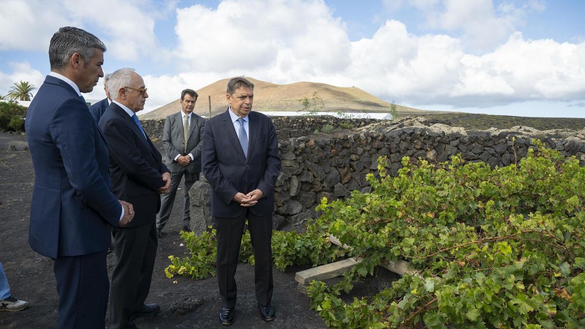 El ministro de Agricultura, sobre la filoxera en Tenerife: “Mucho cuidado porque es algo muy preocupante y peligroso”