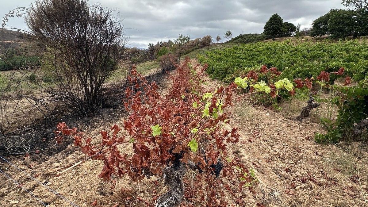 Viña de Banzao afectada por el fuego en San Pedro de Olleros.