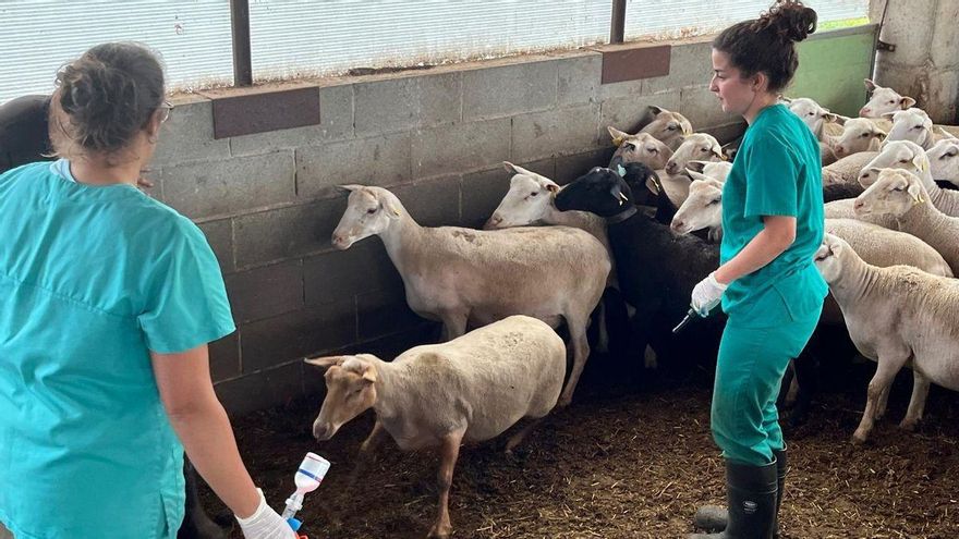 Nuevos focos de lengua azul y casos de gripe aviar mantienen en tensión al sector ganadero extremeño