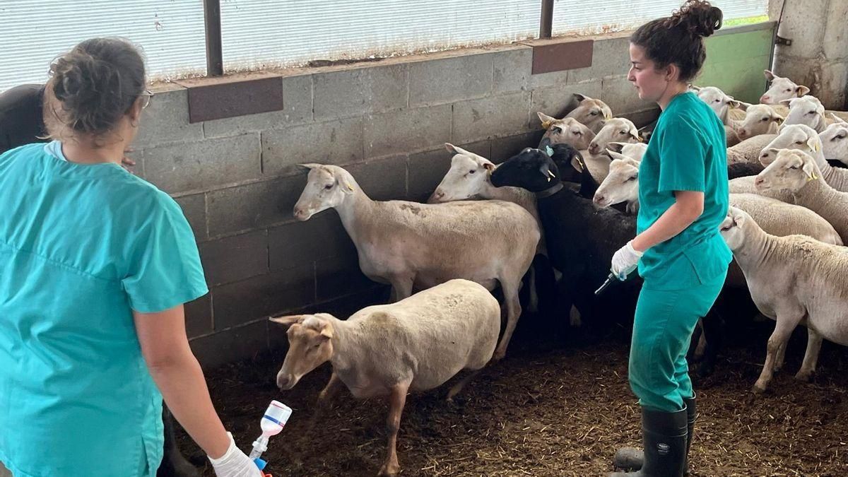 Nuevos focos de lengua azul y casos de gripe aviar mantienen en tensión al sector ganadero extremeño