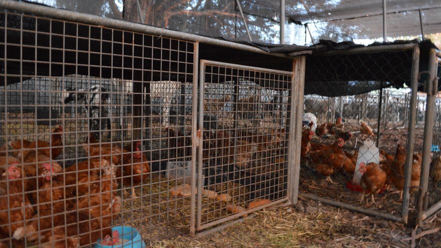 Por el Recinto Ferial de El Paso, desde que comenzó la erupción, han pasado 700 animales.