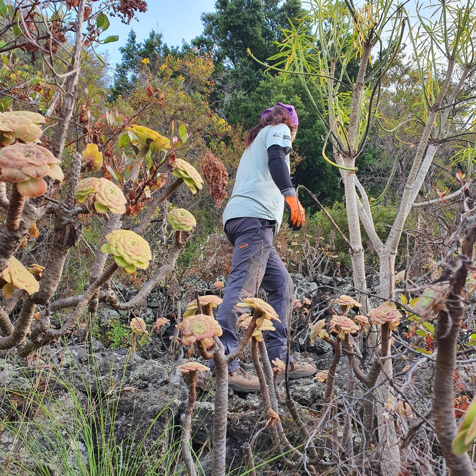 Una técnica del equipo del proyecto Life en Finca Amado (Breña Baja).