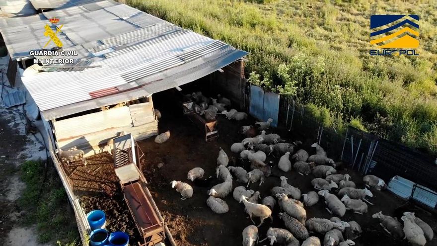 La Guardia Civil desmantela una red de mataderos clandestinos por delitos contra la salud pública y maltrato animal