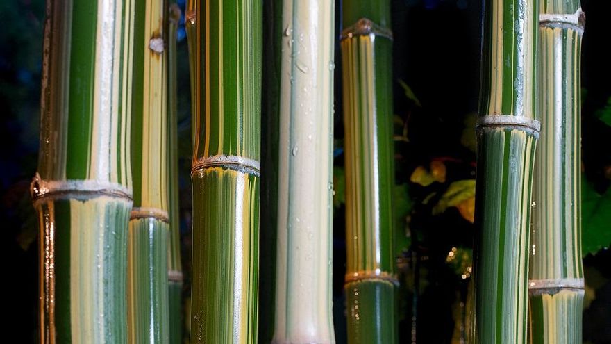 "El bambú es la caña": sombra, ecología, gastronomía y mucho más en una planta a la que toca podar de tópicos