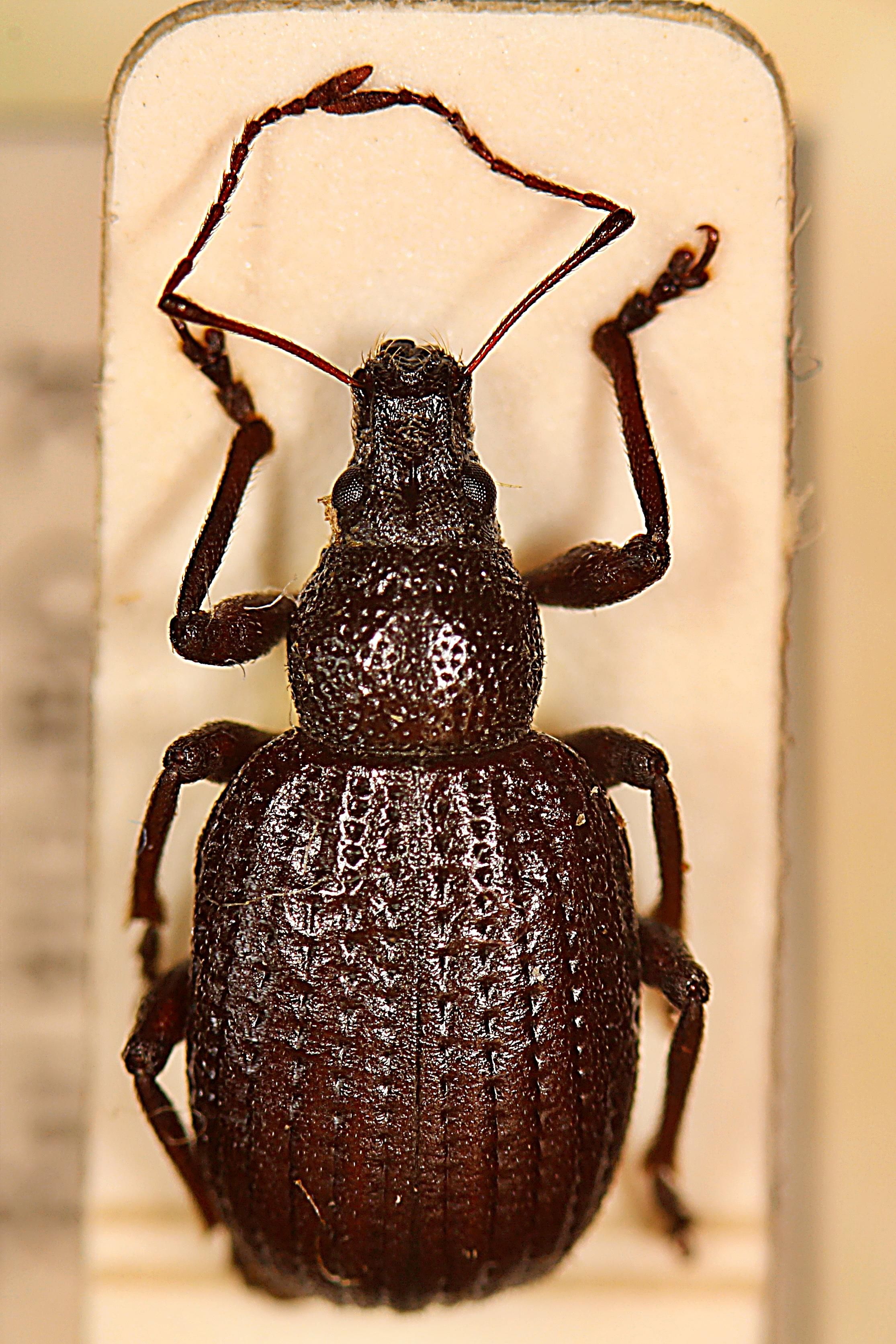Ejemplar de escarabajo 'Laparocerus (Amyntas) fernandezi'.