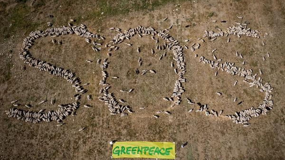 Un rebaño de ovejas de Almudévar lanza un SOS sobre el modelo alimentario y la "precaria" situación del campo