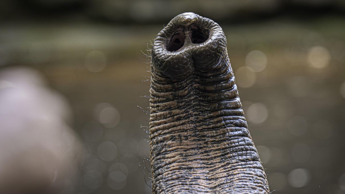 La ciencia confirma que los bigotes de la trompa del elefante no tienen equivalente en el reino animal y ya se estudian para diseñar robots