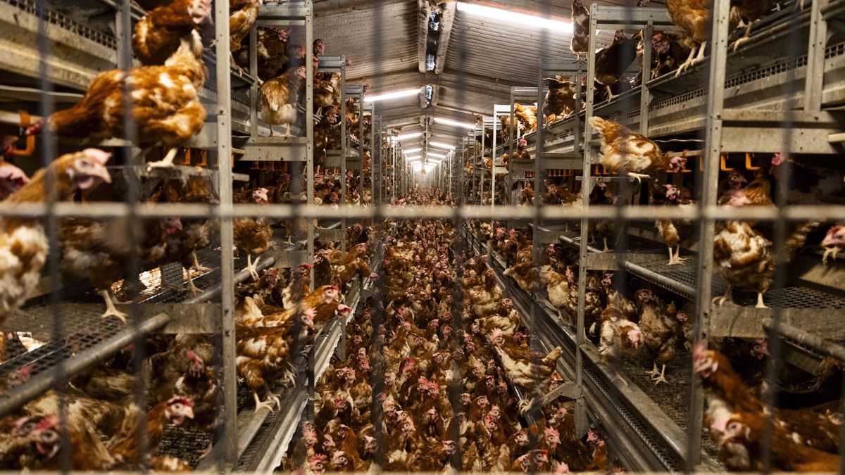 Interior de la macrogranja.