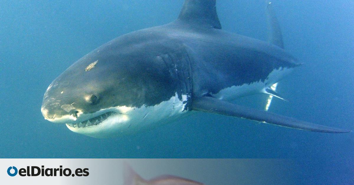 La acidificación de los océanos, el enemigo invisible que podría dejar sin dientes a los tiburones