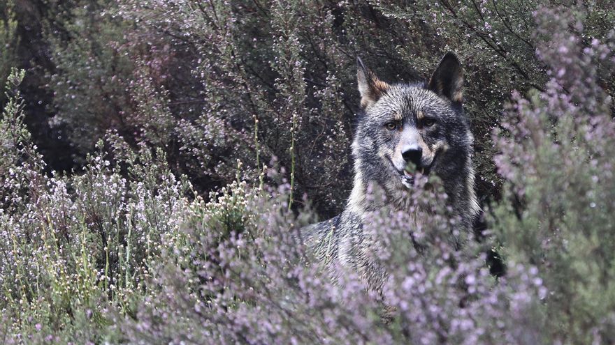 Catorce lobos y un centro para lavar la imagen "demonizada" del cánido en España