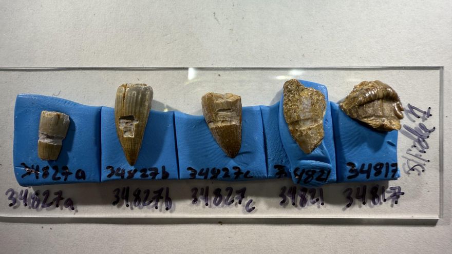 Los dinosaurios también se alimentaban del marisco que llegaban a la costa
