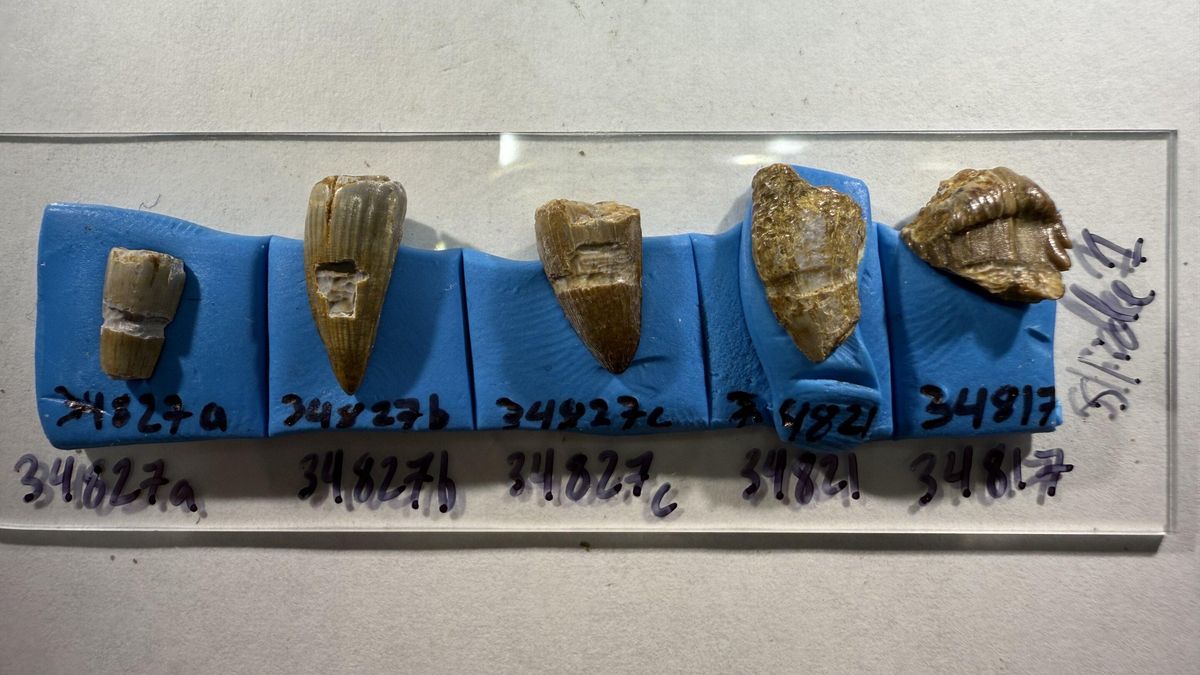 Los dinosaurios también se alimentaban del marisco que llegaban a la costa
