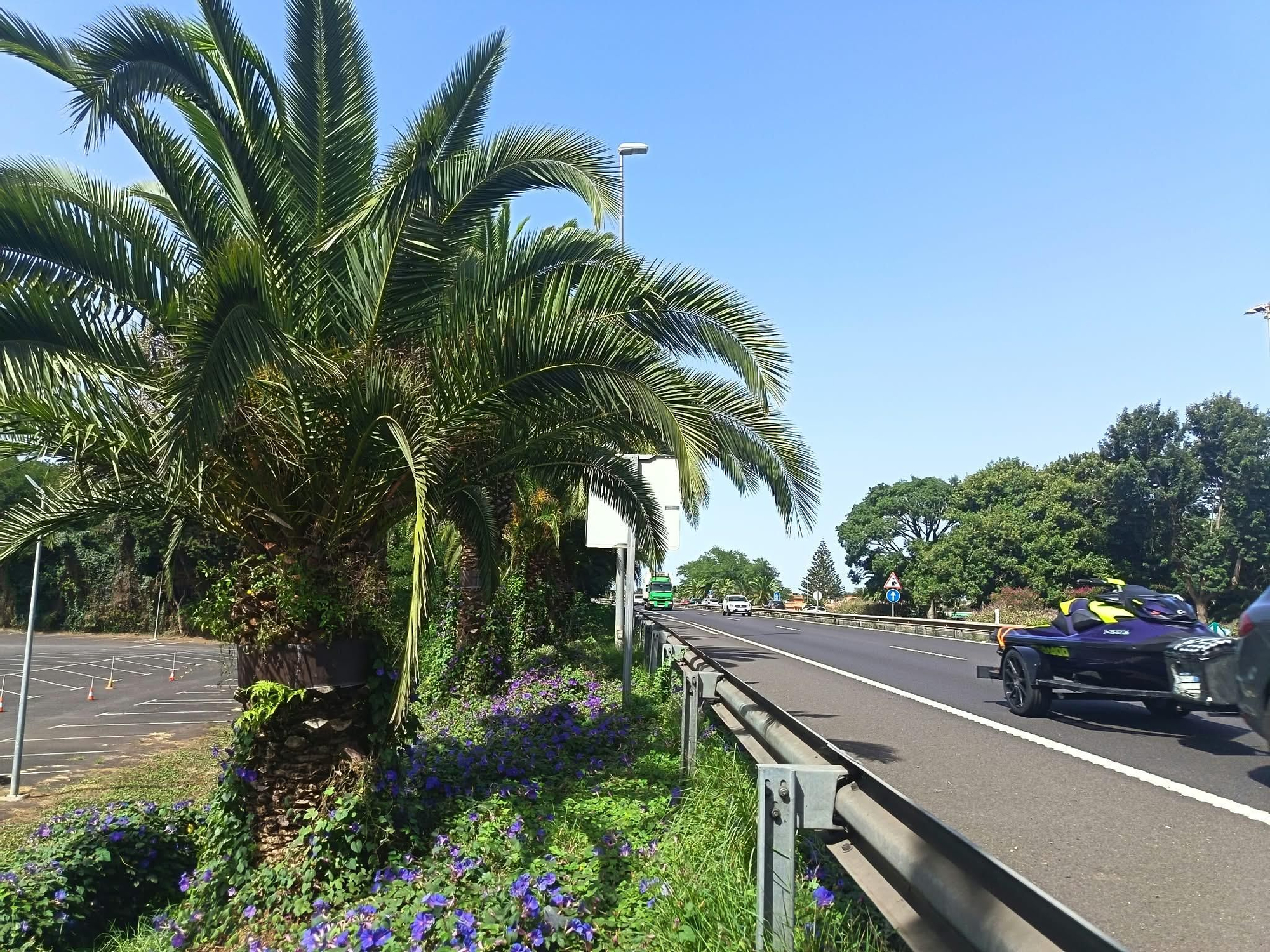 Palmeras canarias junto a la TF-5 en Guamasa.