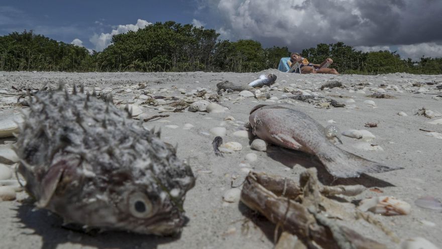 Tóxica marea roja causa una nueva mortandad de peces en la costa oeste de Florida